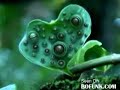 Worlds Strangest Plants