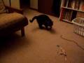 Sylvia the Cat playing fetch
