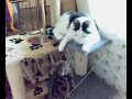 ボール猫動画