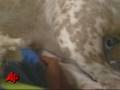28 Beagles Rescued From Arizona Puppy Mill