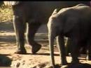 Elephants at PP 25Mar08
