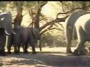 Elephants at PP 25Mar08