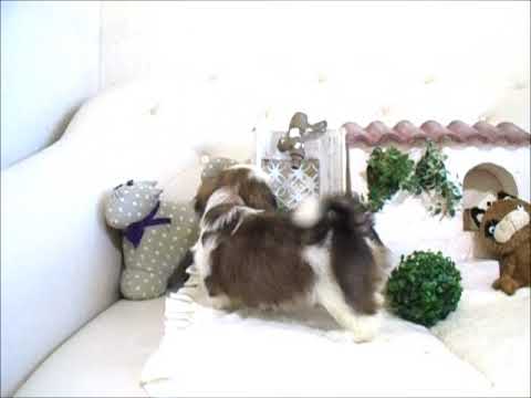 YouTube Preview Image