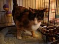 Minnie (Adopted!)