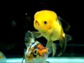 Goldfish Dance Goldfish Dance