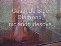 Processo Reprodução Acará Discus - BLUE DIAMOND