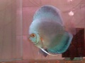 Processo Reprodução Acará Discus - BLUE DIAMOND