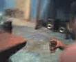 videos de niurca borracho