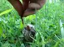 baby bird! baby bird!