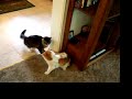 cat fight