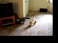 cat fight