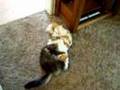 Cat-Fight