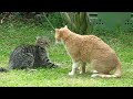 Cat Fight Cat Fight