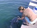 Playing with a dolphin