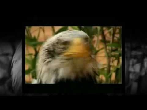 Dario Tedesco - video dedicato alla falconeria con immagini del sottoscritto ma anche prese dal web cydnero giovanni scafoglio chitarra dario tedesco e stefano rei sezione r...