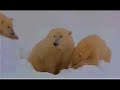 polar bear cubs nursing in manitoba canada 11/16/2006