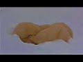 polar bear cubs nursing in manitoba canada 11/16/2006