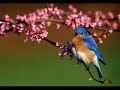 GABUID TRCHUN (Bluebird) - Conj. KUSAN - MIRTA SATDJIAN