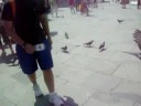 Pigeon Whacking