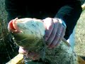 PESCA DE CARPA MONTE