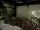 Snake eating Rat Snake eating Rat