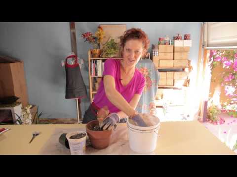 how to transplant succulent plants