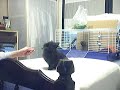 Bunny Eating Parsley