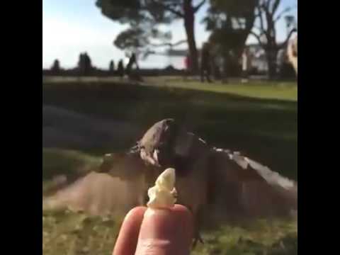 Cận cảnh cho chim ăn khi đang bay