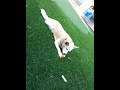 Sandy's eating her Persimon