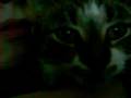 videos de VID_6390,Keeg GeorgeHerman.MOV