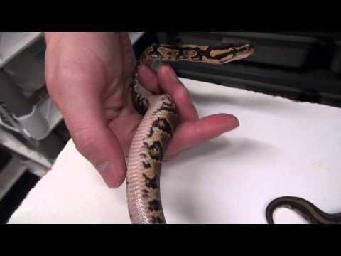 YouTube reptile video