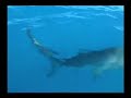 SharkDefense Hammerhead Testing - Shark Repellent