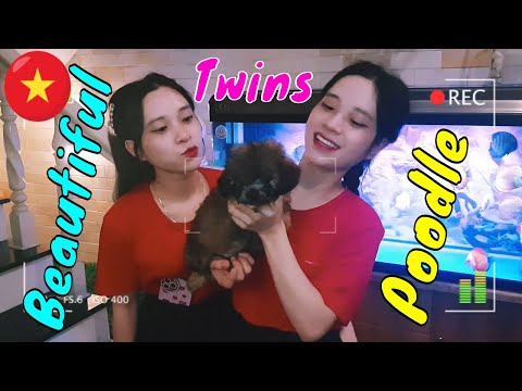 Chị Em Song Sinh Dễ Thương Và Cún Poodle Đáng Yêu