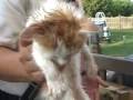 2 Baby Kittens Being Rescued From A Storm Drain-Tinley Park,IL