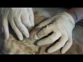 Abscess on a Cat
