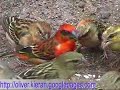 Bright Red Sparrows--Seychelles!