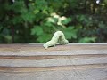 Inch worm Highway Inch worm Highway