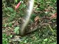 Capture of a Gaboon Viper in Kakamega Rain Forest