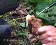 Capture of a Gaboon Viper in Kakamega Rain Forest