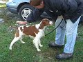 Junior Showmanship Learning how to handle a Brittany Spaniel