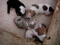 Alapaha Blue Blood Bulldogs (bluebloodbulls.com)