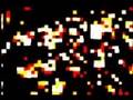 videos de OWL BRAIN ATLAS : DOKTOR TONGUES