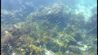 笹川流れ・馬下での水中遊泳1