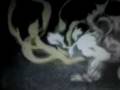 videos de Inuyasha vs Inuysha musica:freak out Avril Lavigne