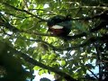 quetzal