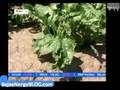 Investment & Marketing Corporation Saxony-Anhalt Videos