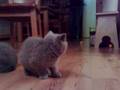 videos de benno en fleur