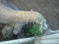 Comodo Dragon Eats A Live Chicken In Bali Reptile Park