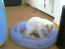 new kitten! hooray purrl!