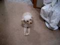 videos de Guard Poodle Attacks Camera